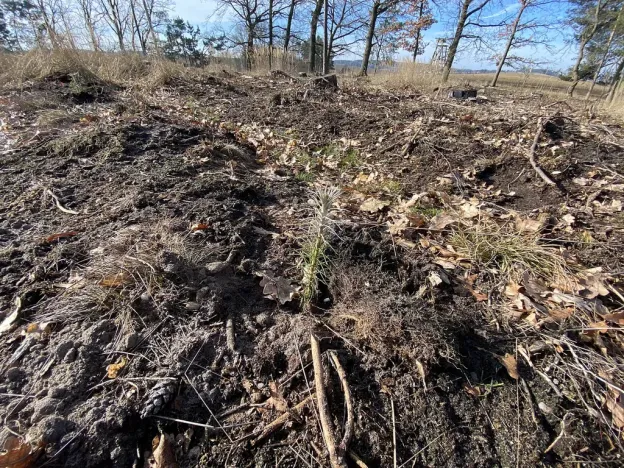 Prodej lesa, Veliny, 4968 m2