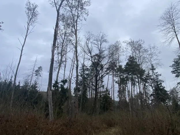 Prodej lesa, Blížejov - Lštění, 4481 m2