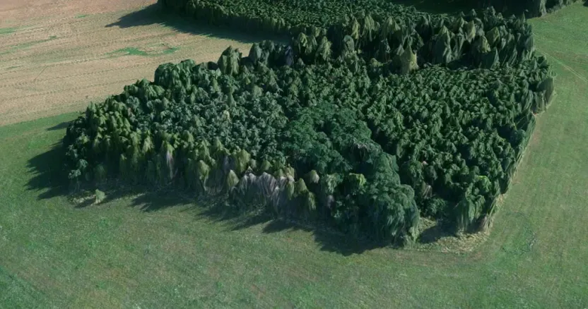 Prodej lesa, Čepřovice, 1644 m2