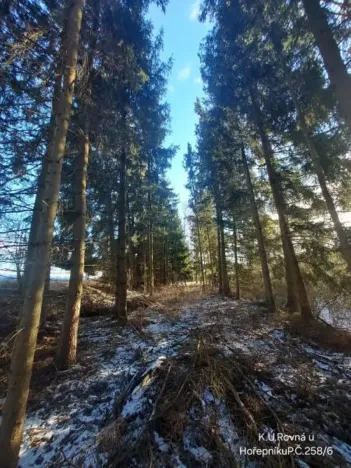 Prodej lesa, Rovná, 2569 m2