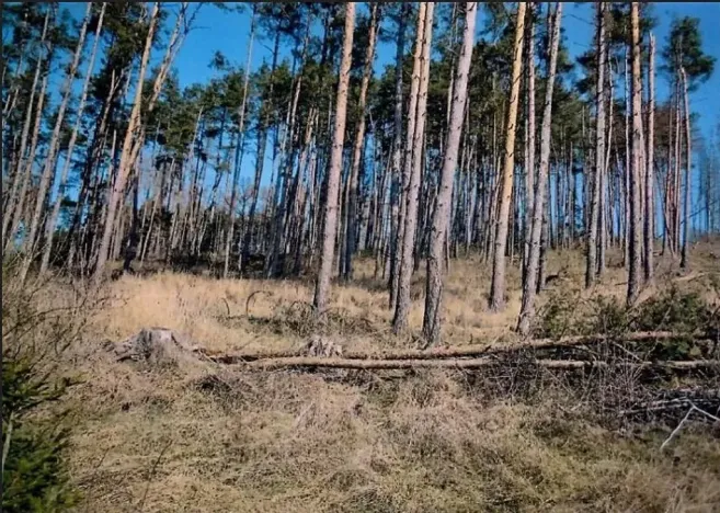 Prodej lesa, Číchov, 7090 m2