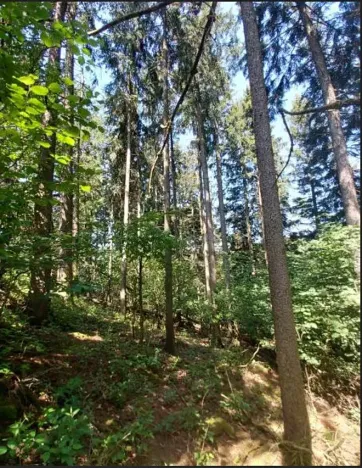 Prodej lesa, Třešť, 1547 m2
