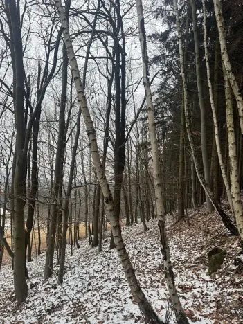 Prodej lesa, Vlčková, 3331 m2