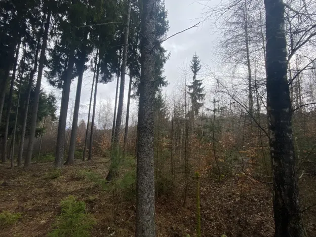 Prodej lesa, Kolinec - Buršice, 3423 m2