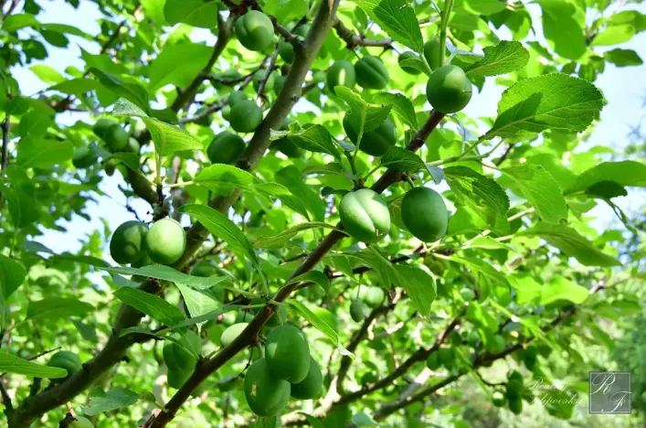 Prodej chaty, Dolní Zálezly, 37 m2