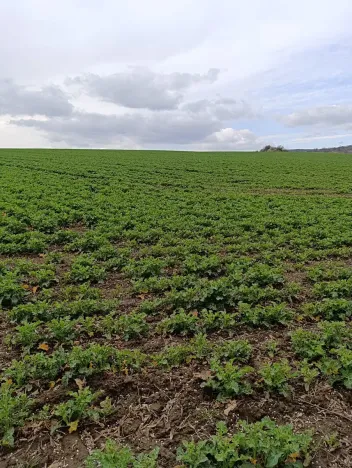 Prodej zahrady, Uherský Brod, 899 m2