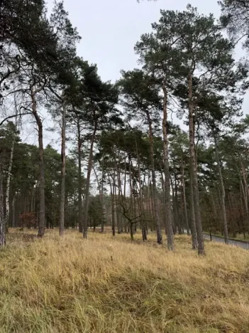 Prodej lesa, Libotenice, 63021 m2