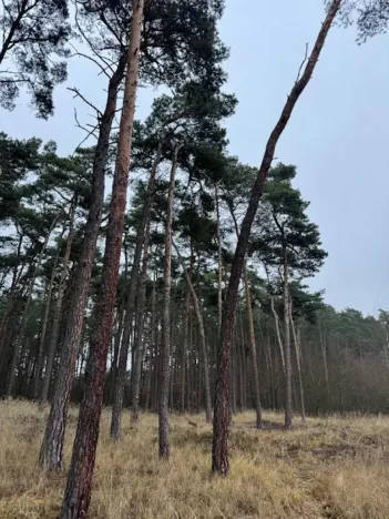 Prodej lesa, Libotenice, 63021 m2