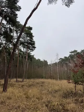 Prodej lesa, Libotenice, 63021 m2