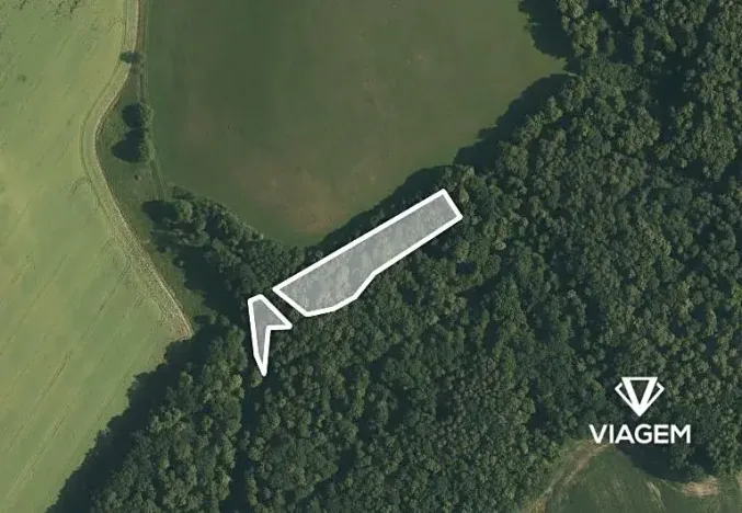 Prodej podílu lesa, Malhotice, 1965 m2