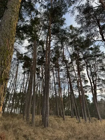 Prodej lesa, Klatovy, 8497 m2