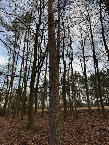 Prodej lesa, Klatovy, 8497 m2