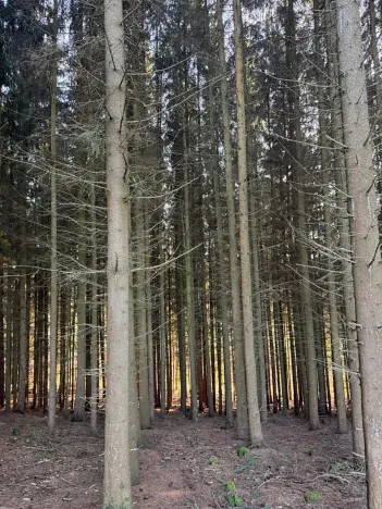 Prodej podílu lesa, Stará Paka, 4610 m2