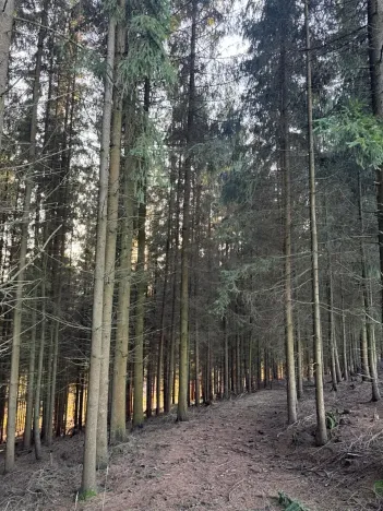 Prodej podílu lesa, Stará Paka, 4610 m2