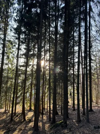 Prodej podílu lesa, Stará Paka, 4610 m2
