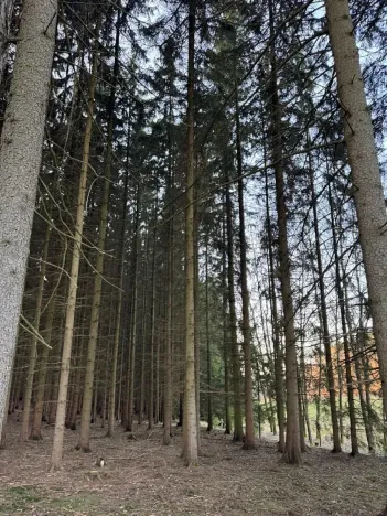 Prodej podílu lesa, Stará Paka, 4610 m2