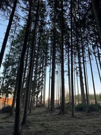 Prodej podílu lesa, Stará Paka, 4610 m2