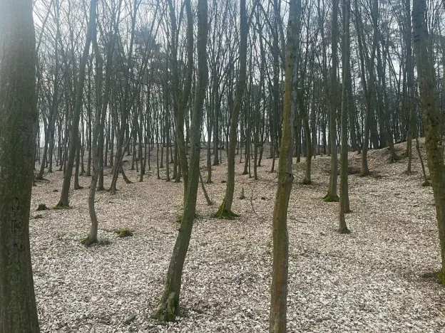 Prodej lesa, Jílové u Prahy, 15458 m2