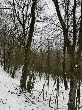 Prodej lesa, Chotiměř, 26763 m2