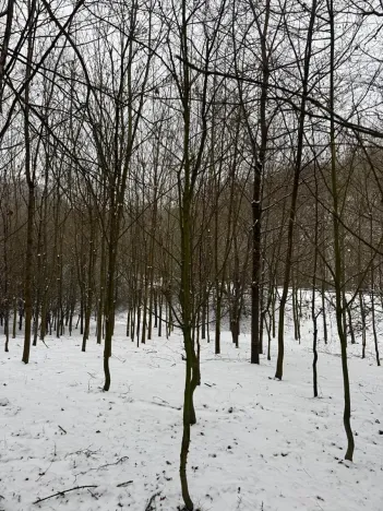 Prodej lesa, Chotiměř, 26763 m2