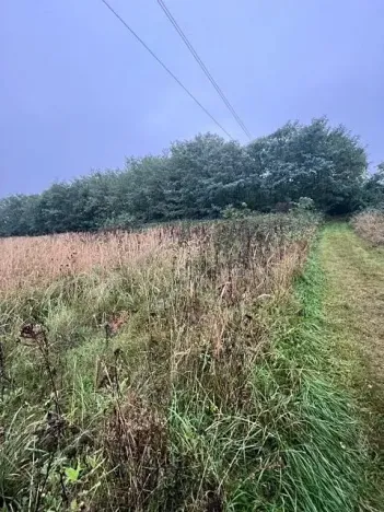 Prodej lesa, Březolupy, 628 m2