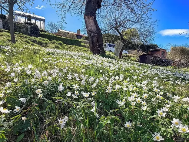 Prodej chaty, Vysoké Mýto, Vinice, 17 m2