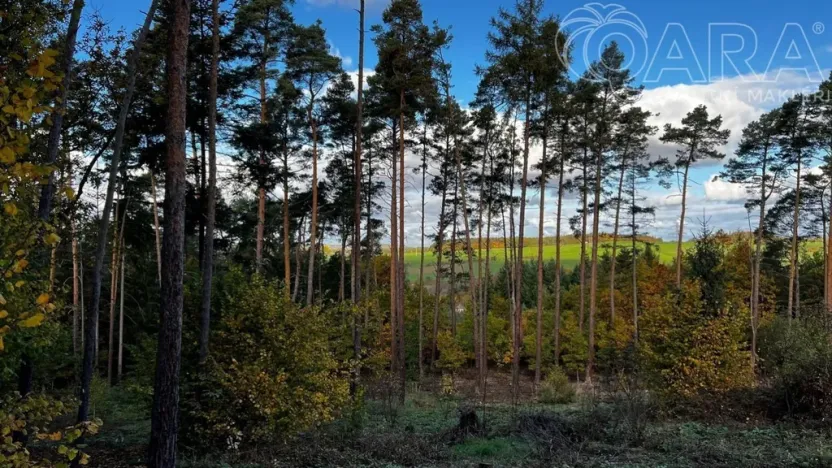 Prodej lesa, Štěchovice, 8586 m2