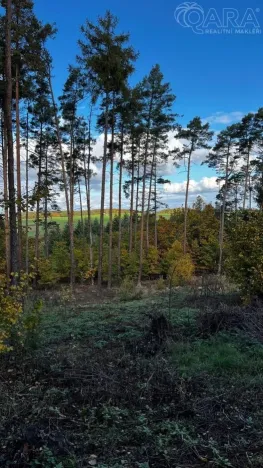 Prodej lesa, Štěchovice, 8586 m2