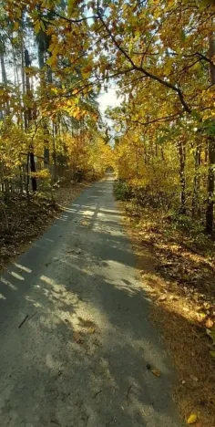 Prodej lesa, Štěchovice, 8586 m2