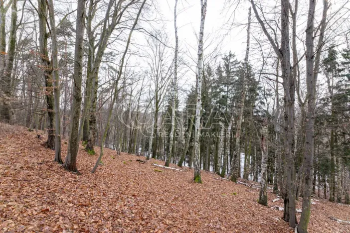 Prodej lesa, Velké Popovice, 19731 m2