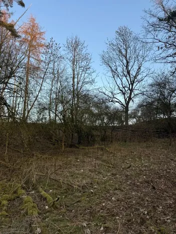 Prodej lesa, Velké Všelisy, 8197 m2