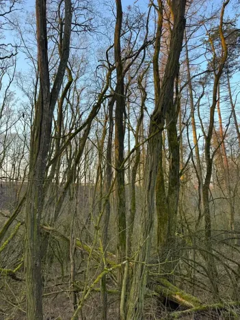 Prodej lesa, Velké Všelisy, 8197 m2