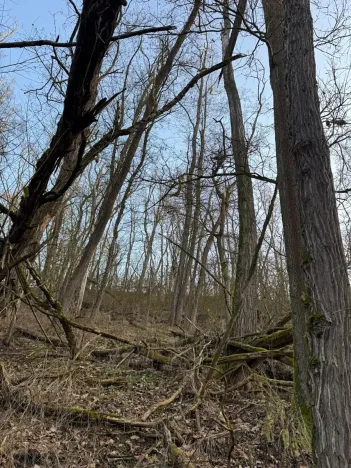 Prodej lesa, Velké Všelisy, 8197 m2