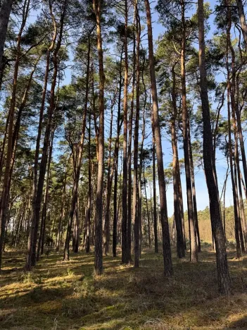 Prodej lesa, Vracov, 3963 m2