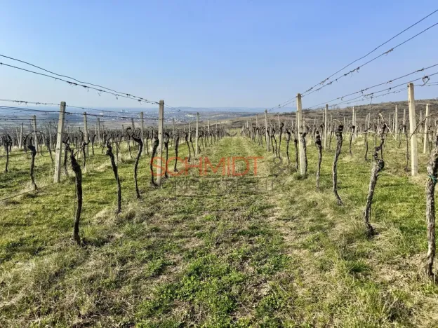 Prodej sadu/vinice, Němčičky, 11748 m2