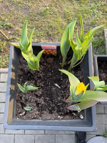 Prodej bytu 1+1, Praha - Michle, U plynárny, 37 m2