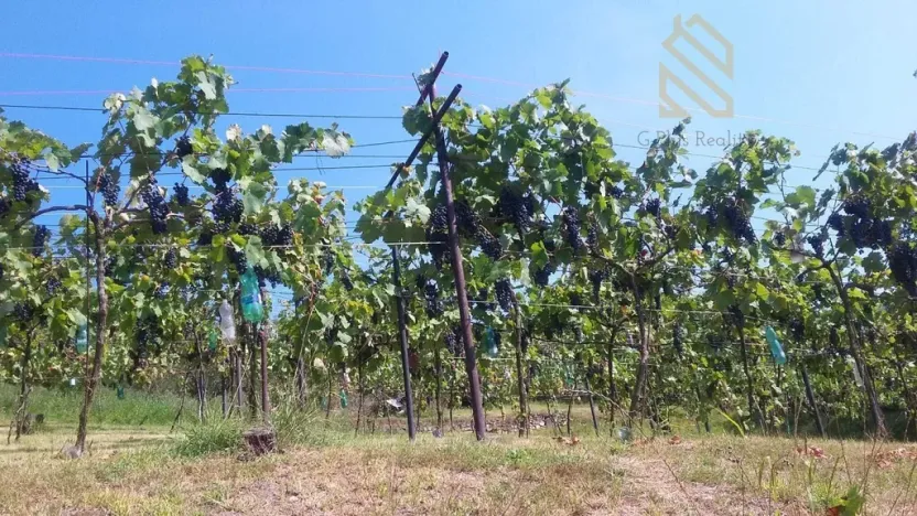 Prodej pozemku pro bydlení, Velké Žernoseky, 4490 m2