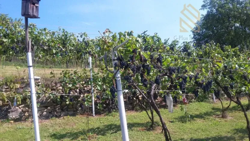 Prodej pozemku pro bydlení, Velké Žernoseky, 4490 m2