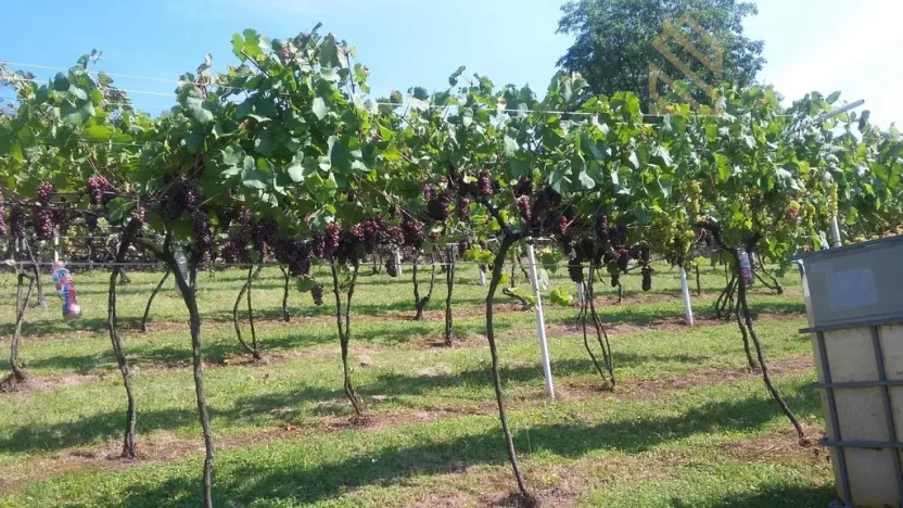 Prodej pozemku pro bydlení, Velké Žernoseky, 4490 m2