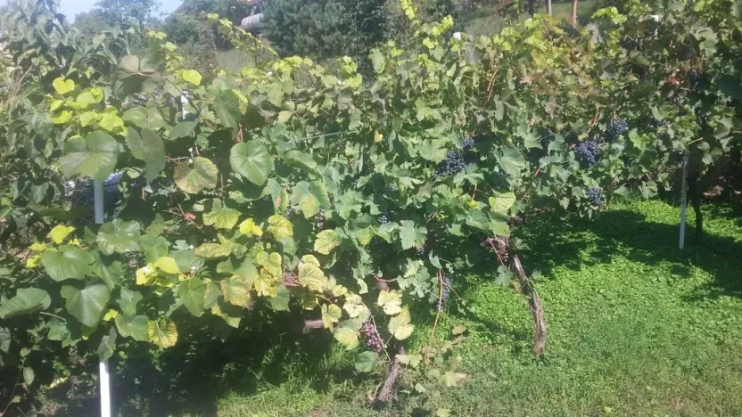 Prodej pozemku pro bydlení, Velké Žernoseky, 4490 m2