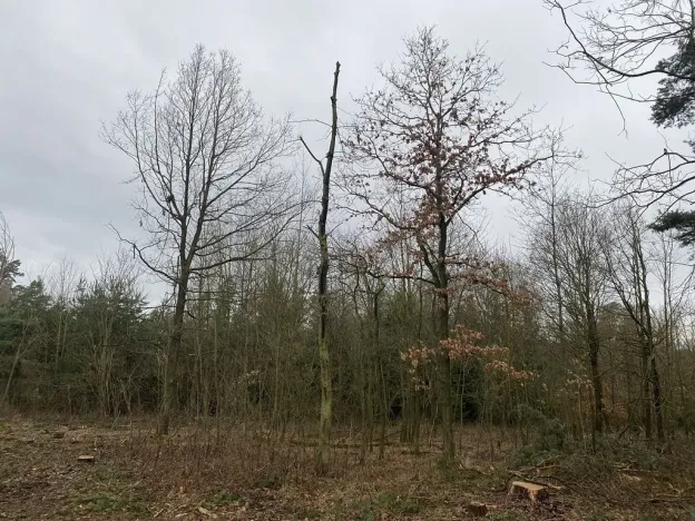 Prodej lesa, Blížejov - Lštění, 6627 m2