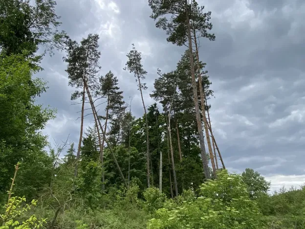 Prodej lesa, Blížejov - Lštění, 4481 m2