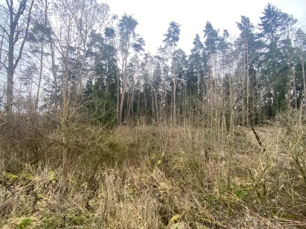 Prodej lesa, Blížejov - Lštění, 7793 m2