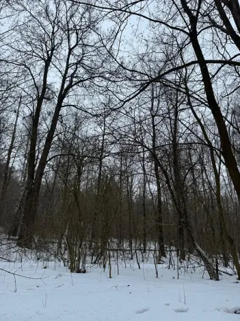 Prodej lesa, Kralupy nad Vltavou, 20392 m2