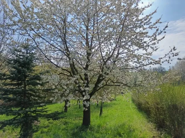 Prodej zahrady, Soběchleby, 1872 m2