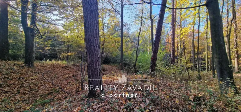 Prodej lesa, Prostřední Bečva, 25462 m2