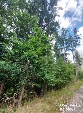 Prodej lesa, Cerekvička-Rosice, 2498 m2