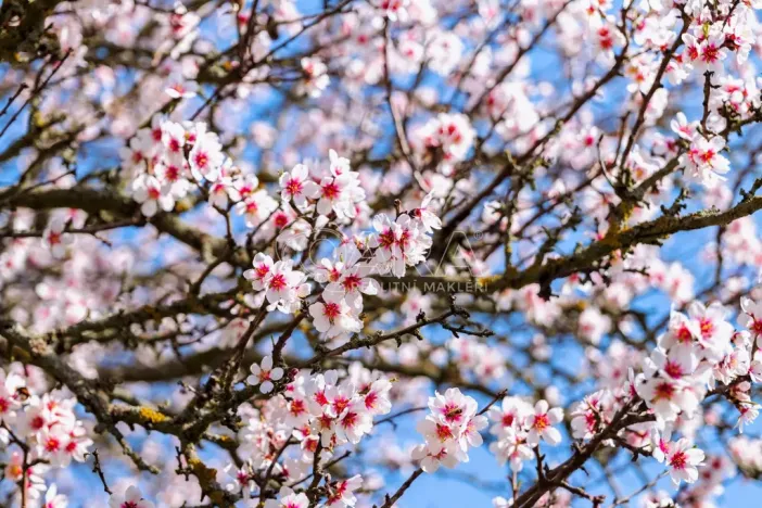 Prodej zahrady, Lhotka nad Labem, 1403 m2
