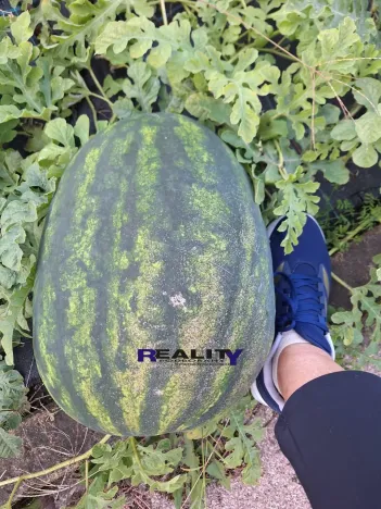 Prodej zahrady, Podbořany, Sídliště Míru, 241 m2