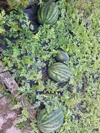 Prodej zahrady, Podbořany, Sídliště Míru, 241 m2